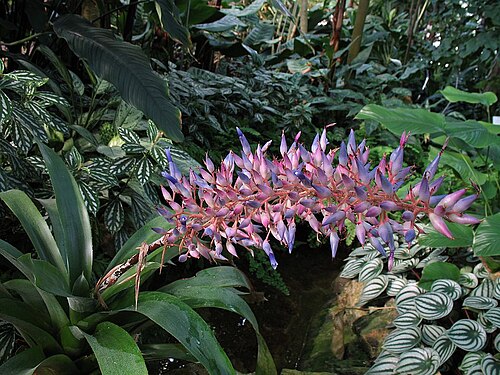 Aechmea fendleri: Aechmea fendleri in cultivation at the Botanical Garden of Heidelberg, Germany .