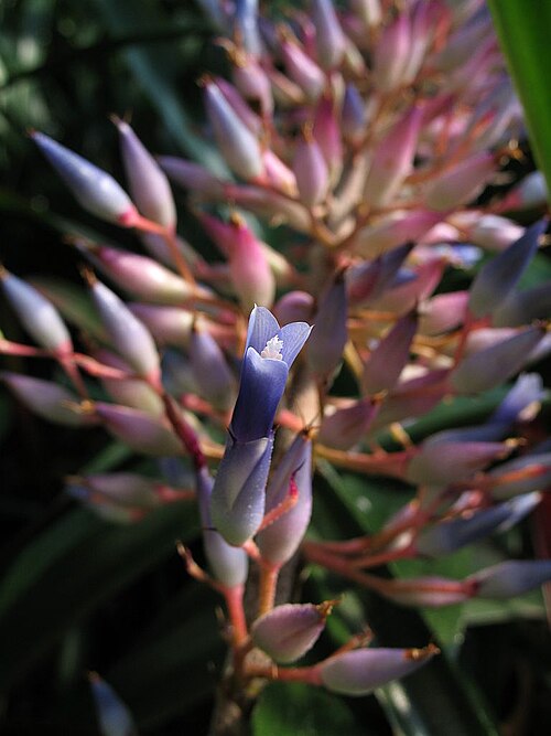 Aechmea fendleri: Aechmea fendleri in cultivation at the Botanical Garden of Heidelberg, Germany .