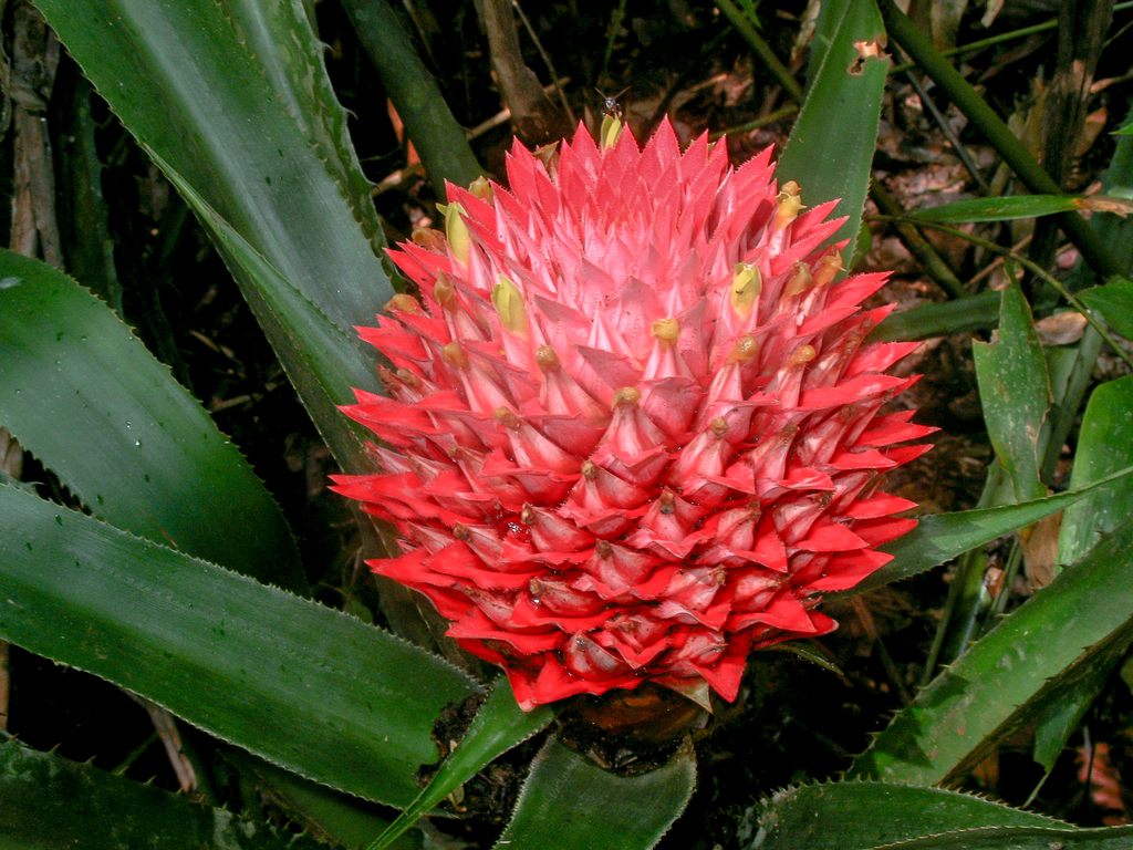 Aechmea fernandae (Aechmea fernandae)