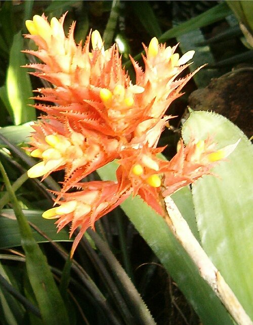Aechmea flavorosea (Aechmea flavorosea)