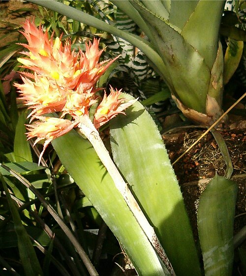 Aechmea flavorosea (Aechmea flavorosea)