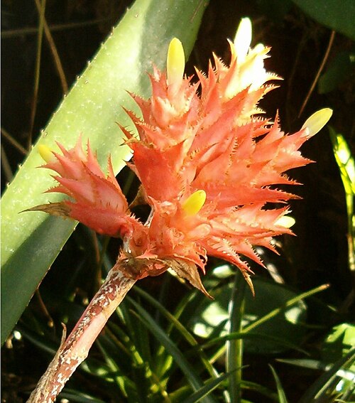 Aechmea flavorosea (Aechmea flavorosea)