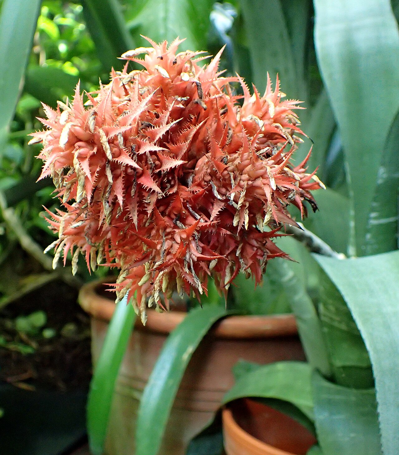Aechmea flavorosea: Aechmea flavorosea in Boltz Conservatory, Madison, Wisconsin
