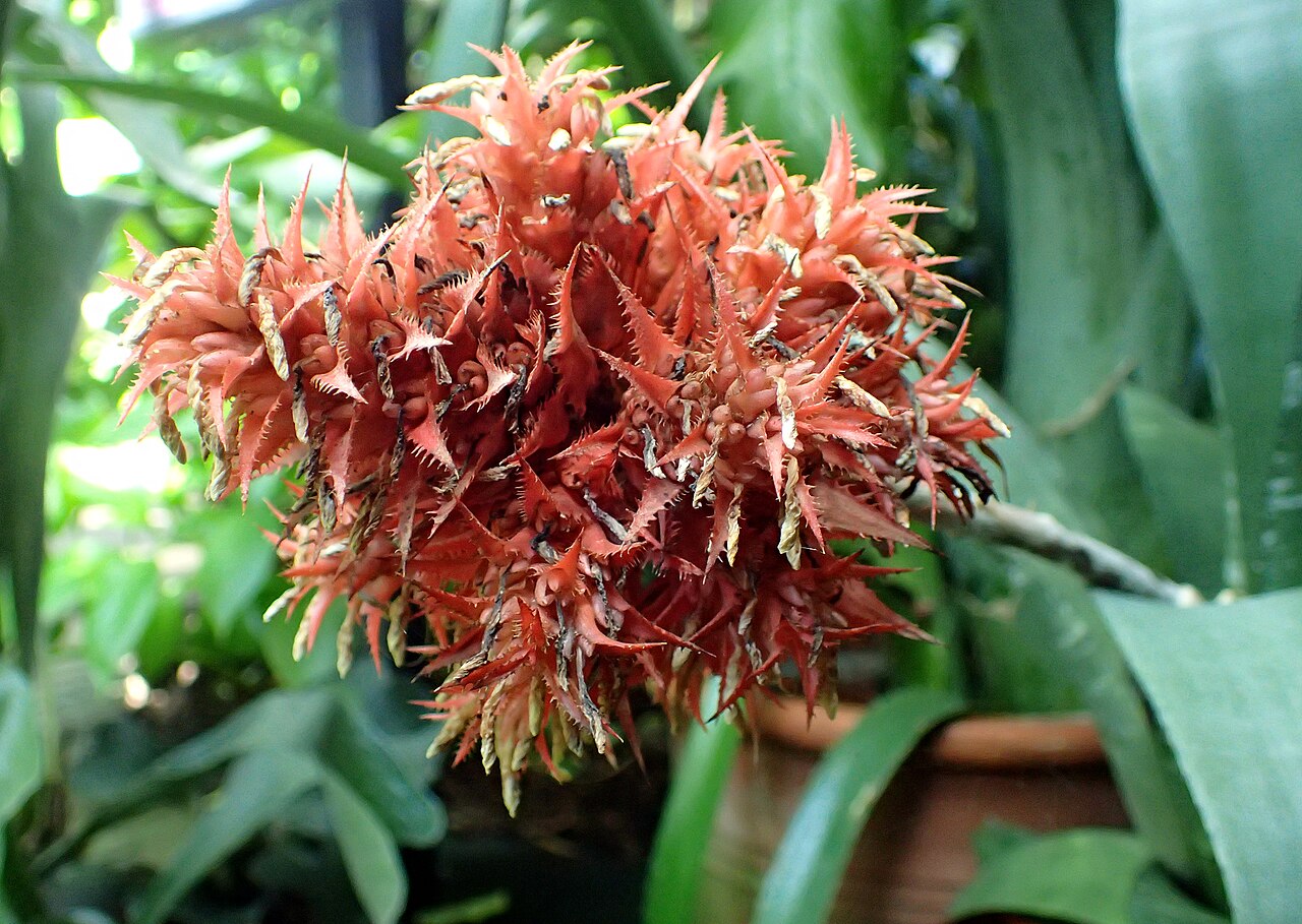 Aechmea flavorosea: Aechmea flavorosea in Boltz Conservatory, Madison, Wisconsin
