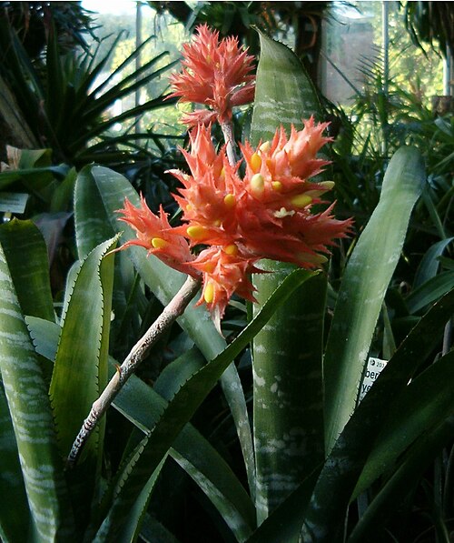 Aechmea flavorosea (Aechmea flavorosea)