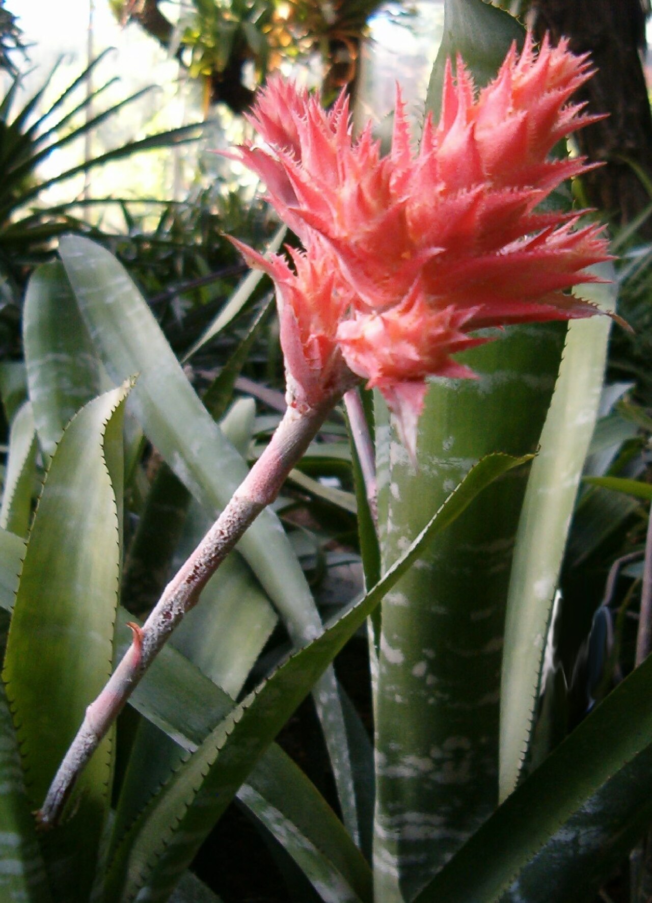 Aechmea flavorosea (Aechmea flavorosea)