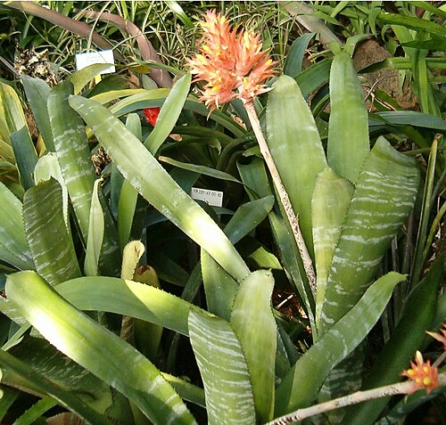 Aechmea flavorosea (Aechmea flavorosea)