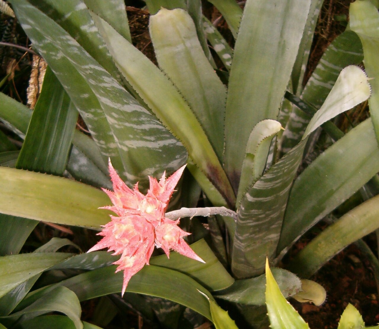 Aechmea flavorosea: Habitus and Inflorescence Location: Botanical Gardens Berlin
