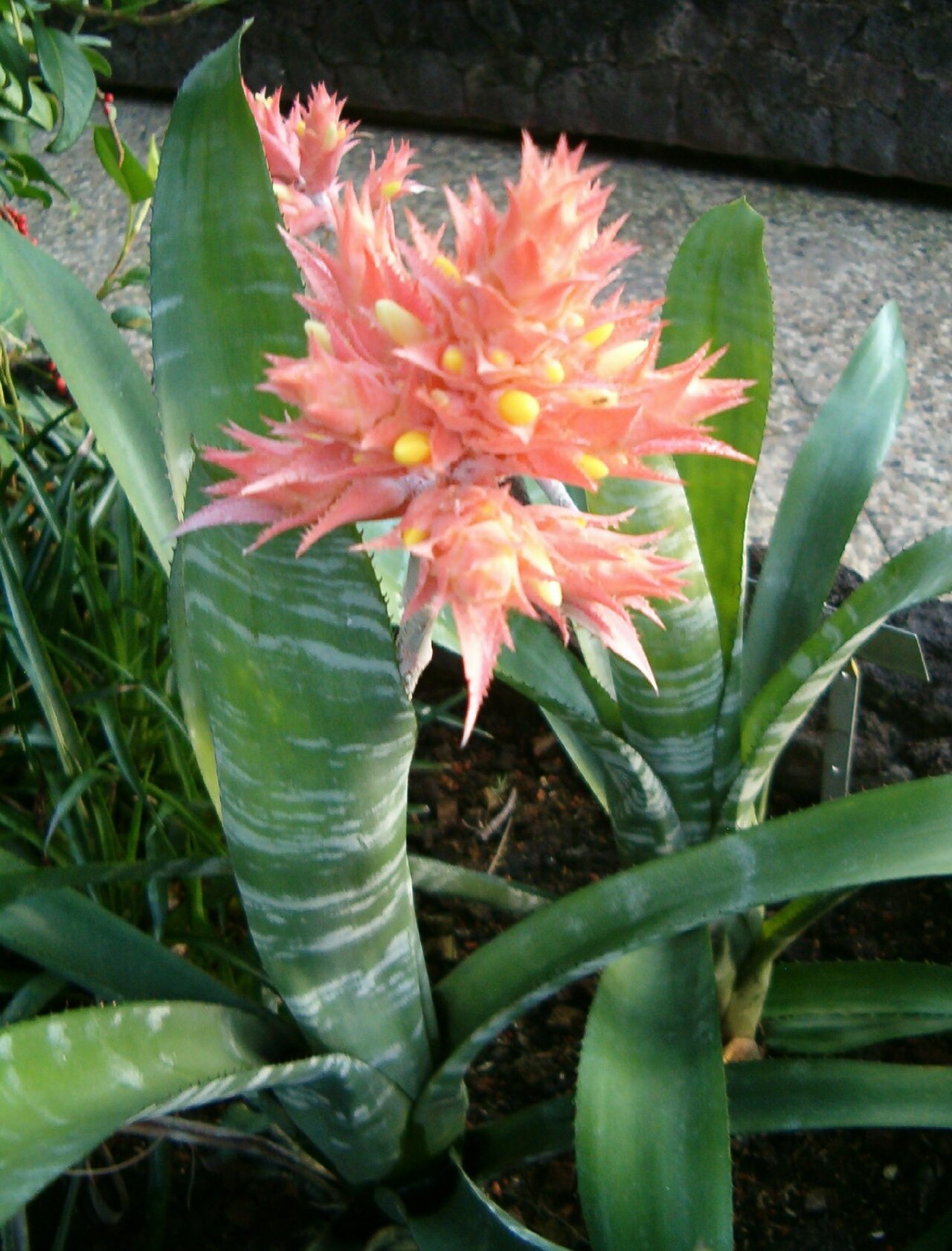 Aechmea flavorosea (Aechmea flavorosea)