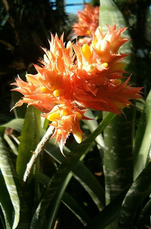Aechmea flavorosea (Aechmea flavorosea)