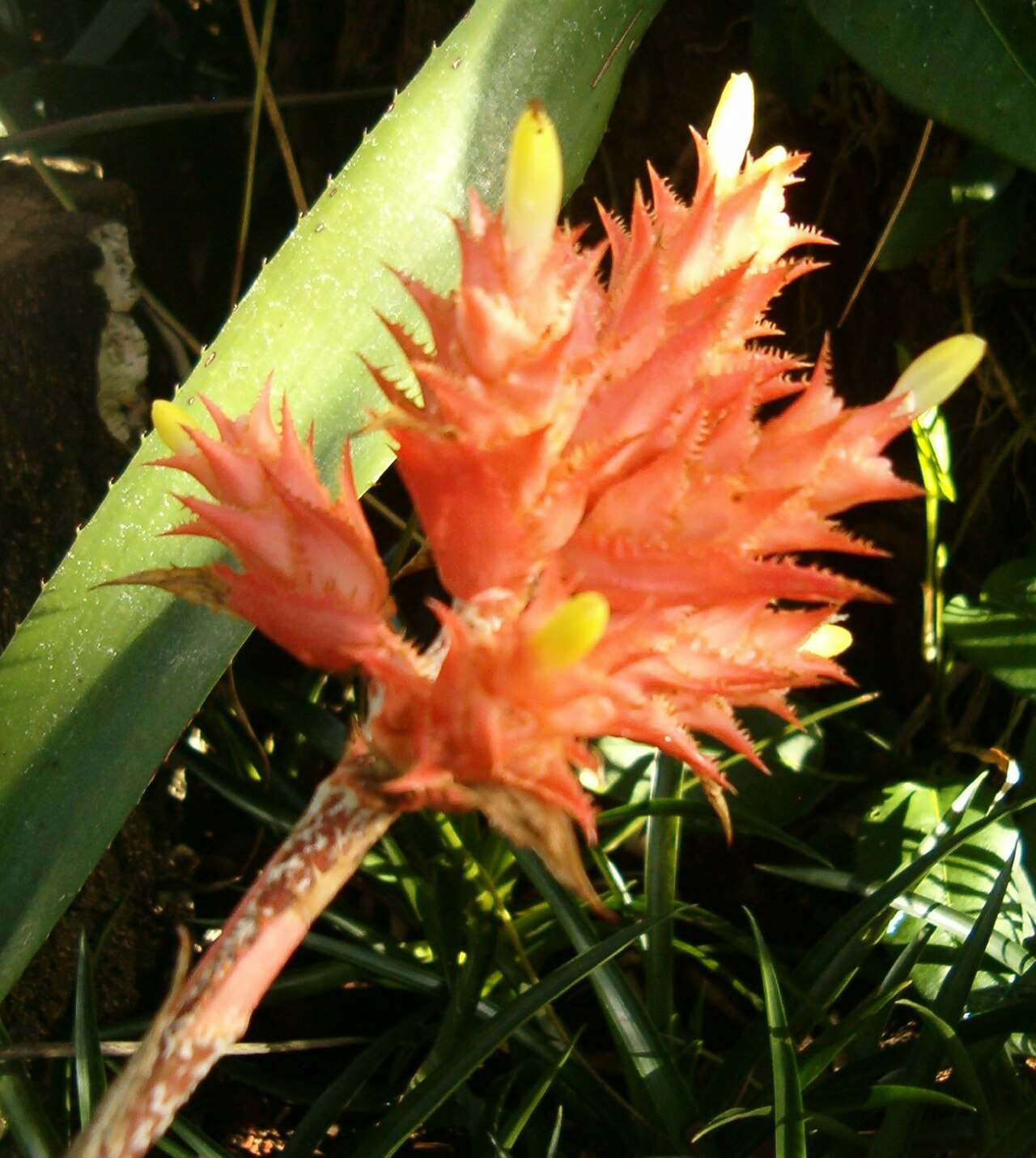 Aechmea flavorosea (Aechmea flavorosea)