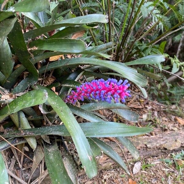 Aechmea gamosepala (Aechmea gamosepala)