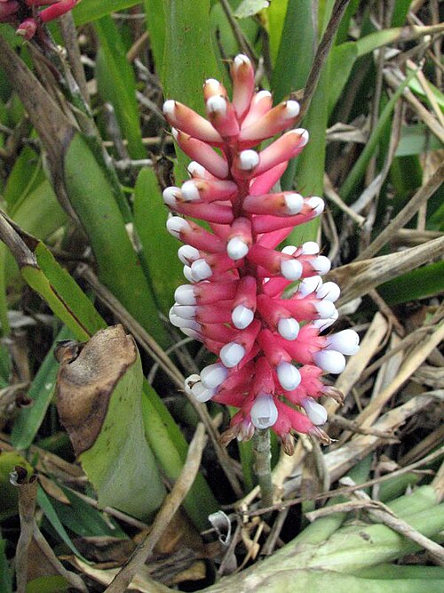 Aechmea gamosepala: Aechmea gamosepala