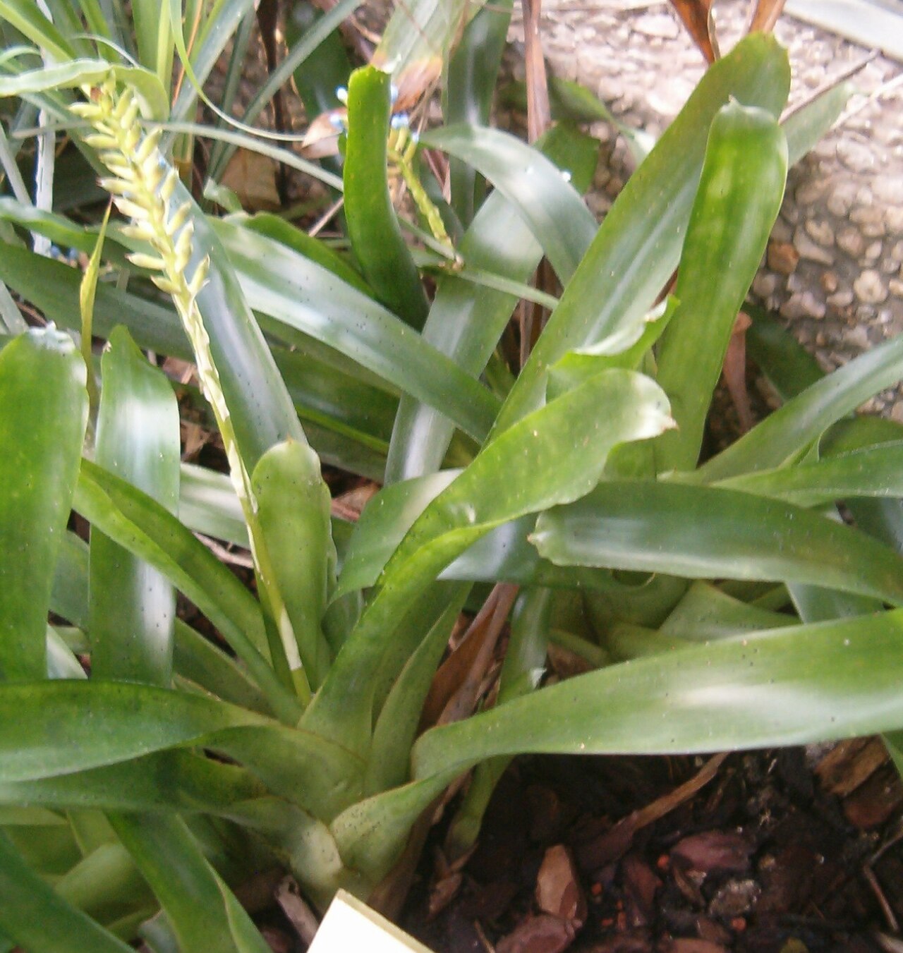 Aechmea gamosepala: At Botanical Gardens Berlin-Dahlem Species Aechmea gamosepala