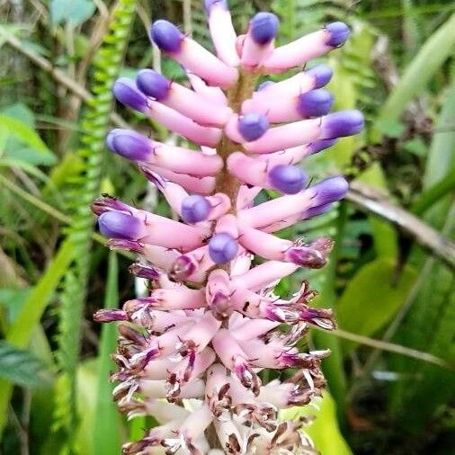 Aechmea gamosepala (Aechmea gamosepala)
