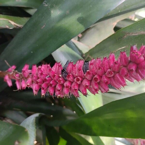 Aechmea gamosepala (Aechmea gamosepala)