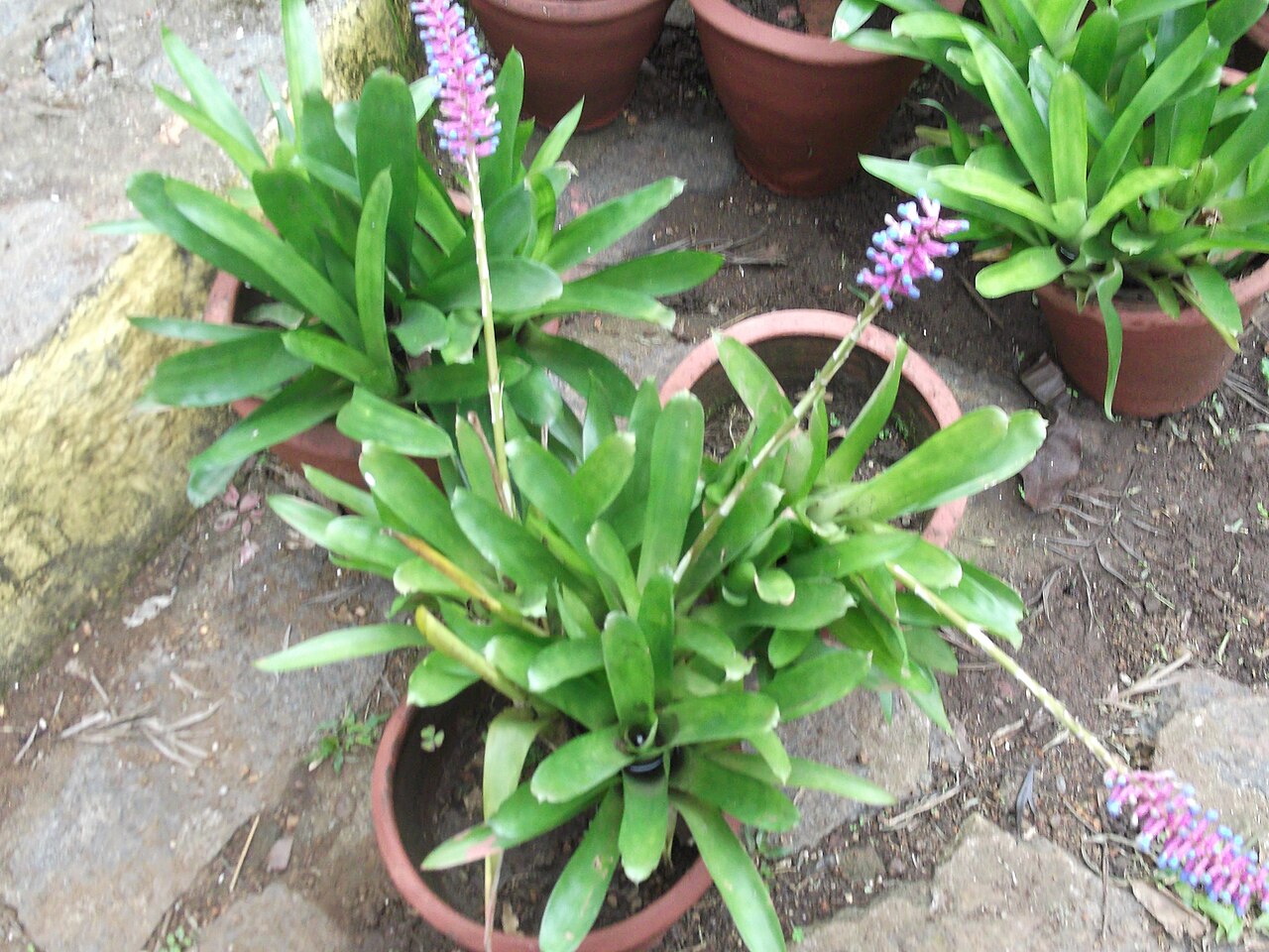 Aechmea gamosepala: Ephiphyte plant-whole rosette,flowers violet purple,petals edged white deep in center.