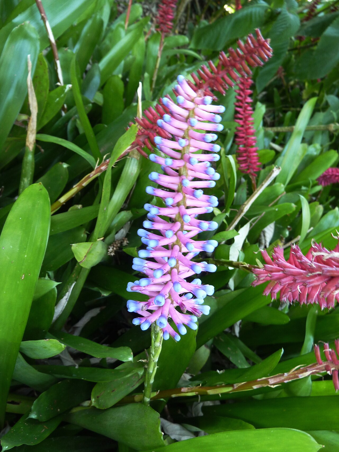 Aechmea gamosepala: A Matchstick plant in the Manie van der Schijff Botanical Garden, Pretoria