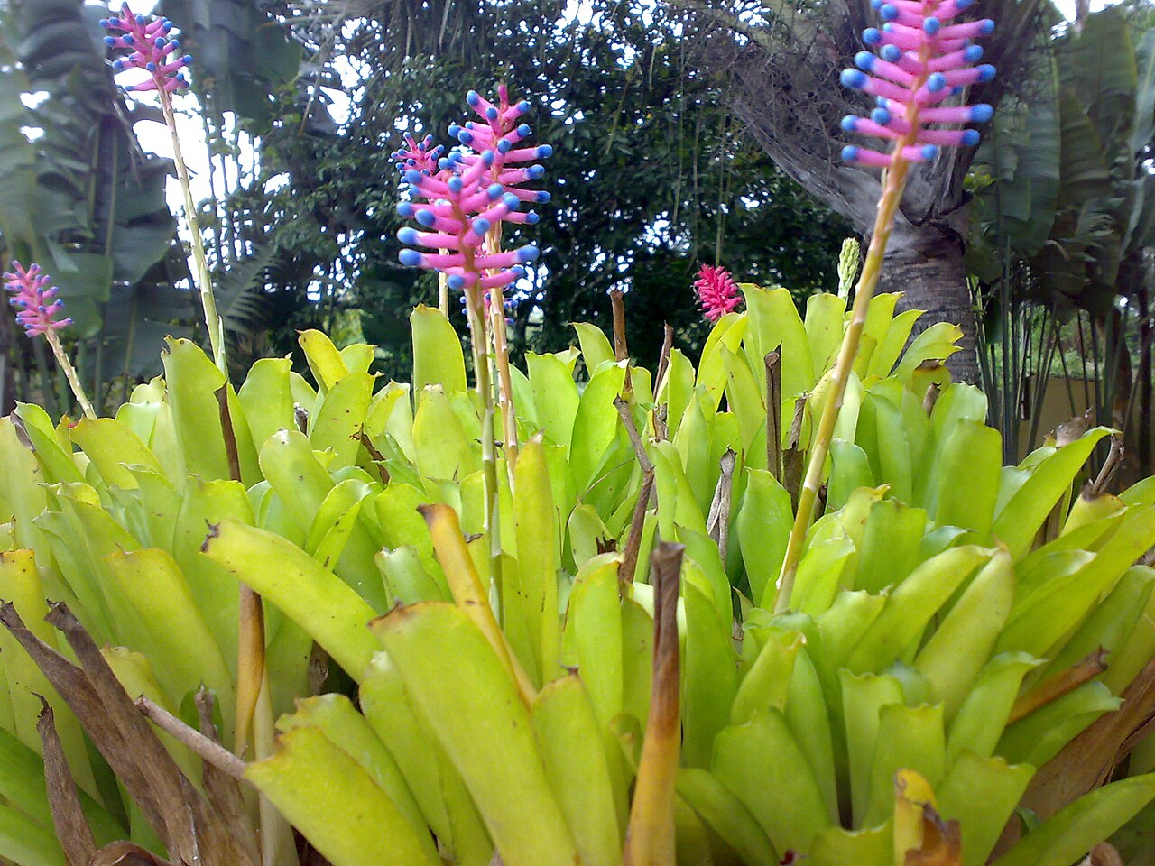 Aechmea gamosepala: Unidentified Aechmea.