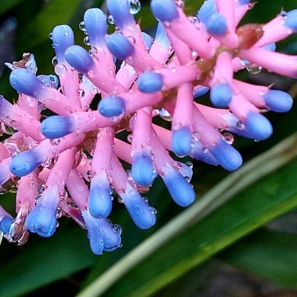 Aechmea gamosepala (Aechmea gamosepala)