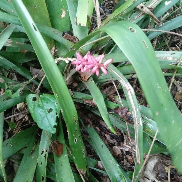 Aechmea gamosepala (Aechmea gamosepala)