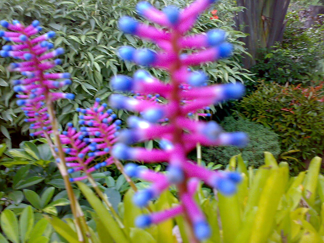 Aechmea gamosepala (Aechmea gamosepala)