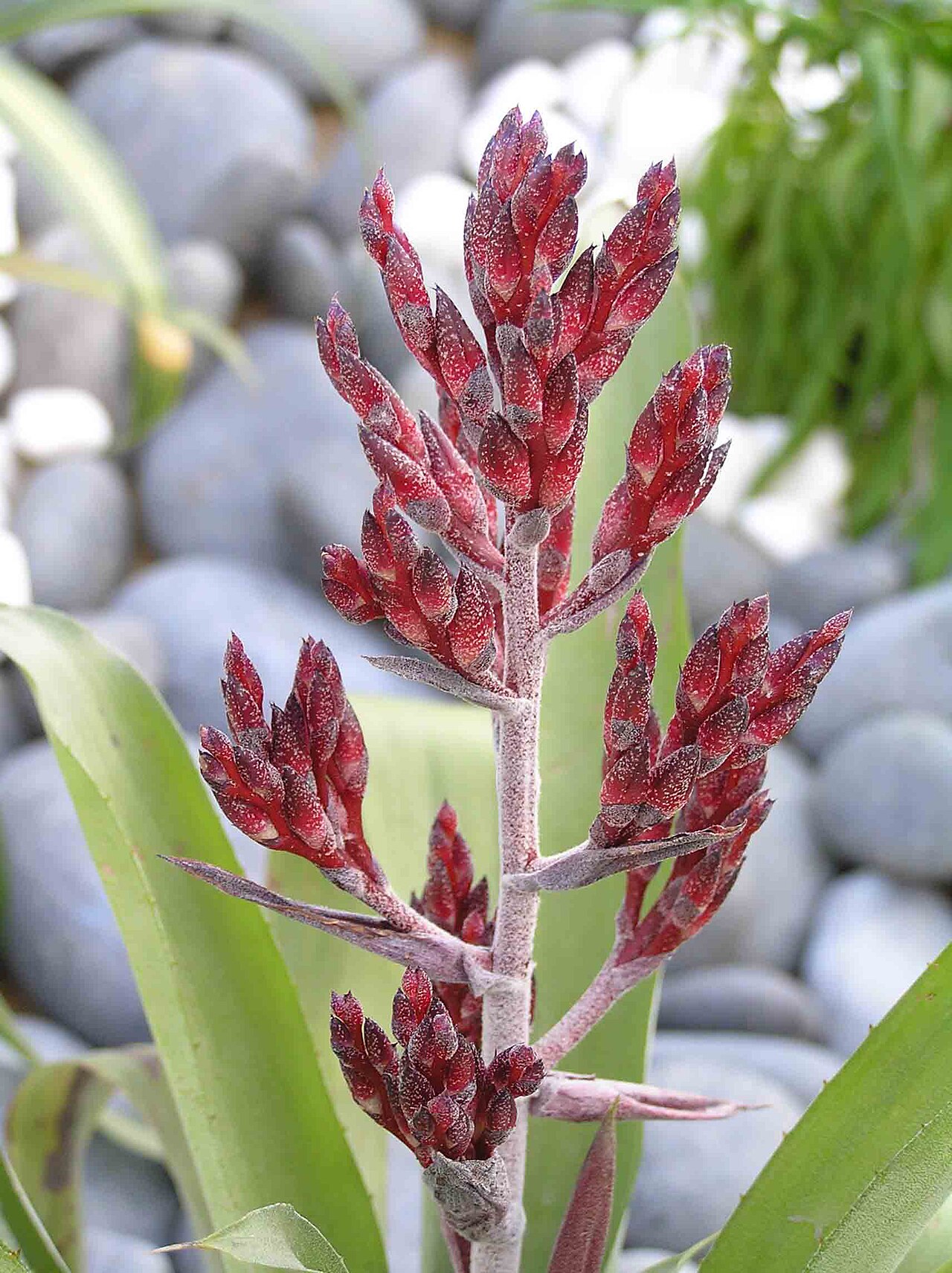 Aechmea gracilis: Aechmea gracilis