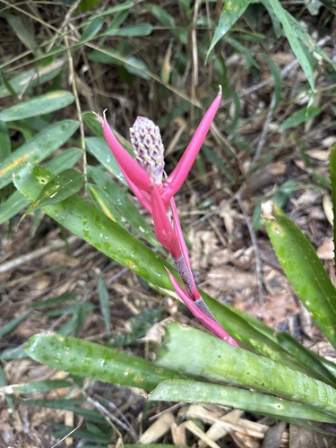 Aechmea lamarchei (Aechmea lamarchei)
