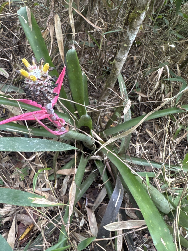 Aechmea lamarchei (Aechmea lamarchei)