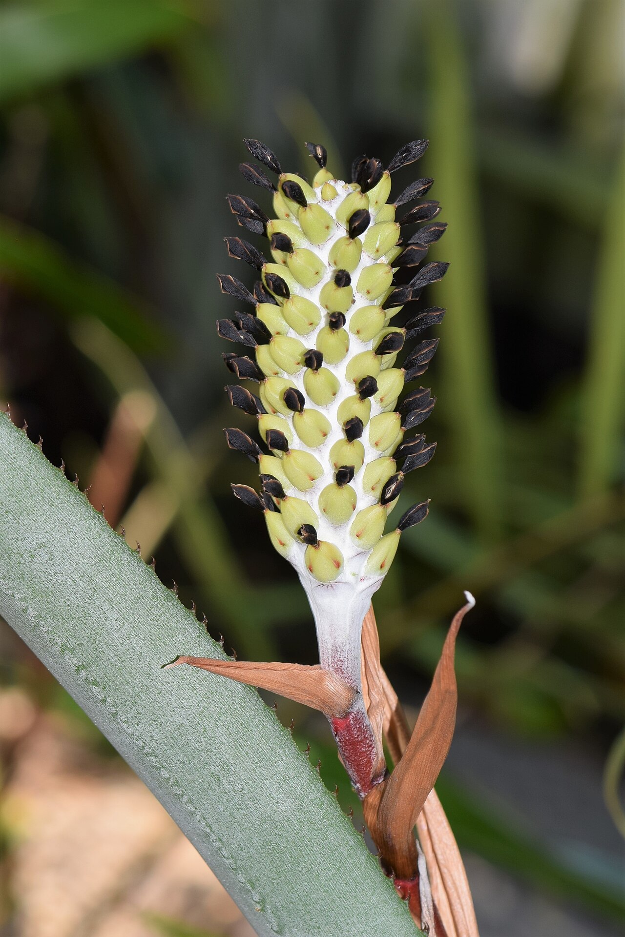 Aechmea lamarchei: Aechmea lamarchei in the Botanischer Garten, Berlin-Dahlem