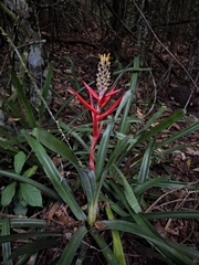 Aechmea lamarchei (Aechmea lamarchei)