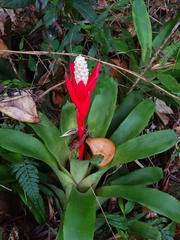 Aechmea lamarchei (Aechmea lamarchei)