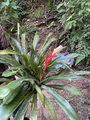 Aechmea lamarchei (Aechmea lamarchei)
