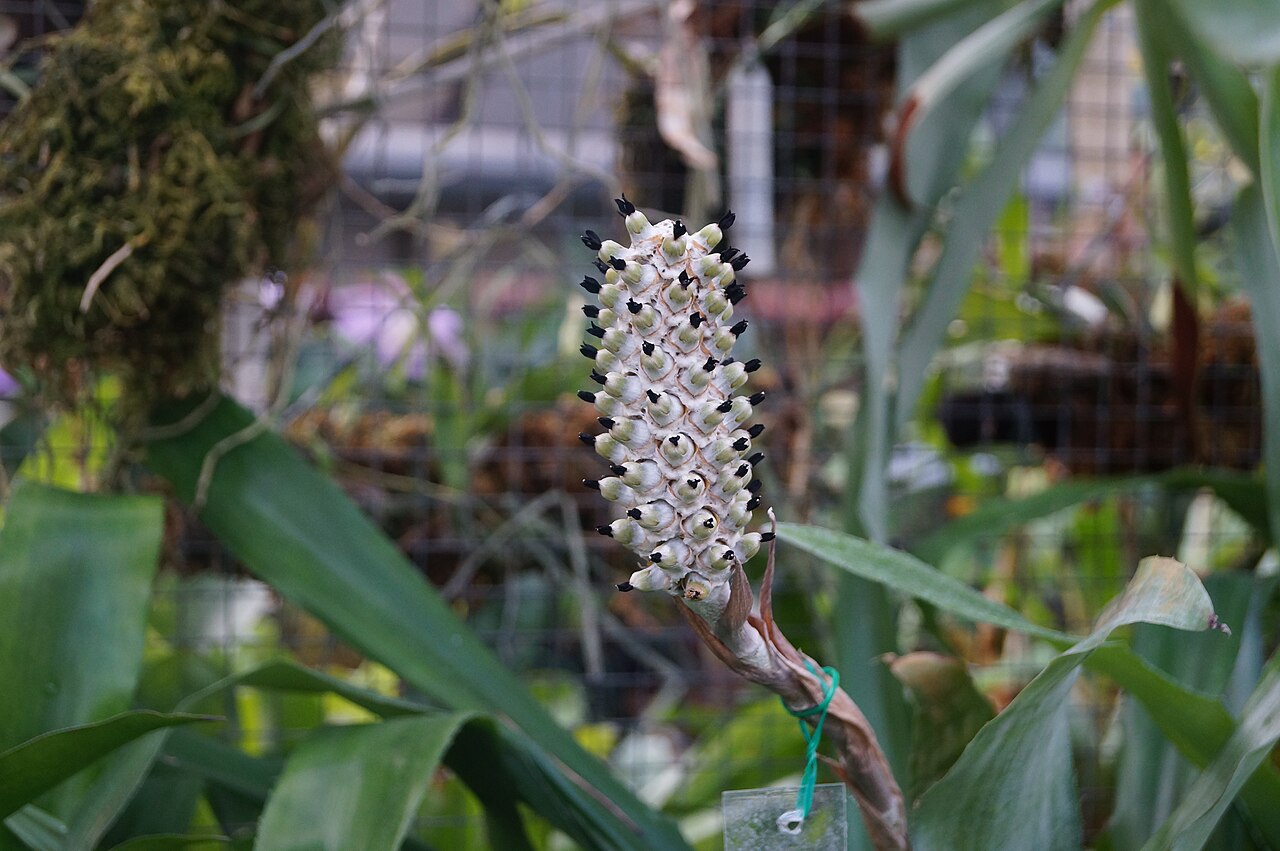 Aechmea lamarchei: Aechmea lamarchei , Ogród Botaniczny UJ w Krakowie