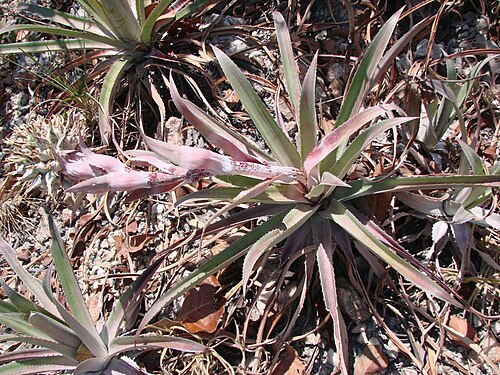 Aechmea lamarchei: Aechmea lamarchei Mez - BROMELIACEAE - Reserva Biológica da Serra Dourada - Mossâmedes - Goiás - Brasil.