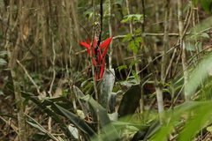 Aechmea lamarchei (Aechmea lamarchei)