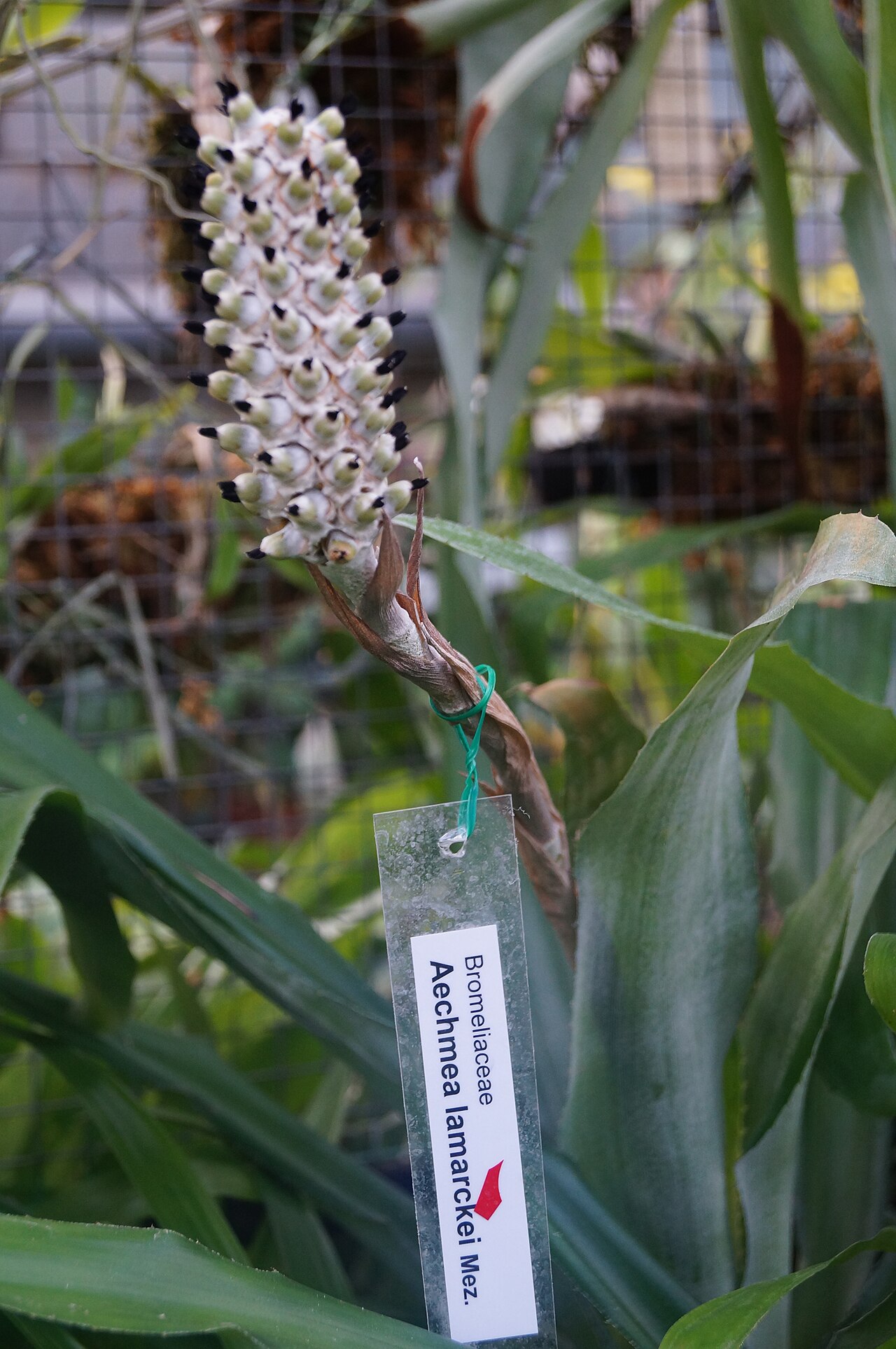 Aechmea lamarchei: Aechmea lamarchei , Ogród Botaniczny UJ w Krakowie