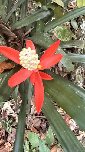 Aechmea lamarchei (Aechmea lamarchei)