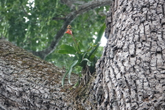Aechmea mertensii (Aechmea mertensii)