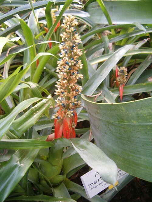 Aechmea mertensii: At Botanical Gardens Berlin-Dahlem Species Aechmea mertensii