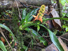 Aechmea mertensii (Aechmea mertensii)