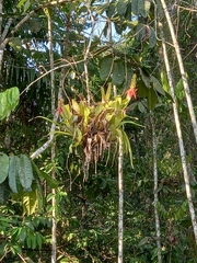 Aechmea mertensii (Aechmea mertensii)