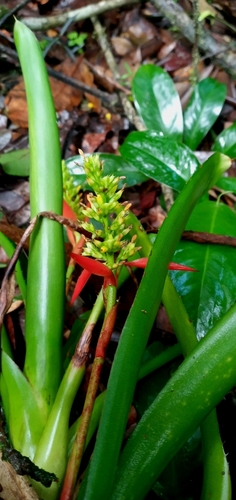 Aechmea mertensii (Aechmea mertensii)