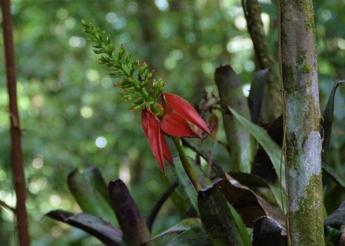 Aechmea mertensii (Aechmea mertensii)
