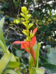 Aechmea mertensii (Aechmea mertensii)