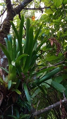 Aechmea mertensii (Aechmea mertensii)
