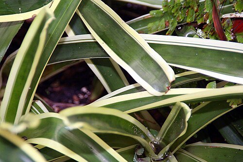 Aechmea mollis: Location taken: Fairchild Tropical Botanic Garden, Miami, FL USA. Names: Aechmea mollis L.B.Sm. Classification: Plantae > Magnoliophyta > Liliopsida > Poales > 
