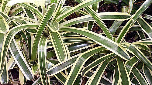 Aechmea mollis: Location taken: Fairchild Tropical Botanic Garden, Miami, FL USA. Names: Aechmea mollis L.B.Sm. Classification: Plantae > Magnoliophyta > Liliopsida > Poales > 