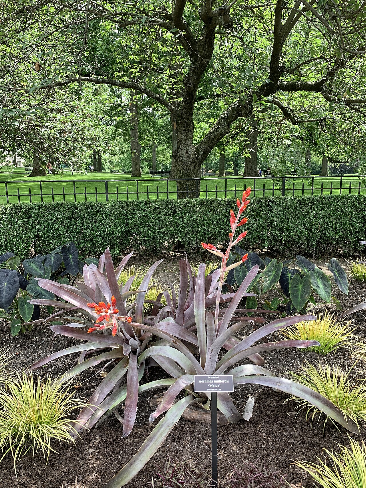 Aechmea mulfordii: Aechmea mulfordii 'Malva'
