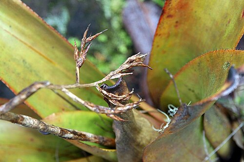 Aechmea mulfordii: Location taken: Wilson Botanical Garden, Las Cruces Biological Station, Costa Rica. Names: Aechmea mulfordii L.B.Sm., Bromeliad, Living Vase Bromeli Classificat